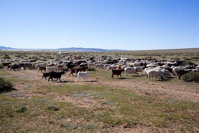 1 Day Coach Tour of Genghis Khan Statue Complex and Terelj National Park Including Lunch - Lunch in a traditional ger