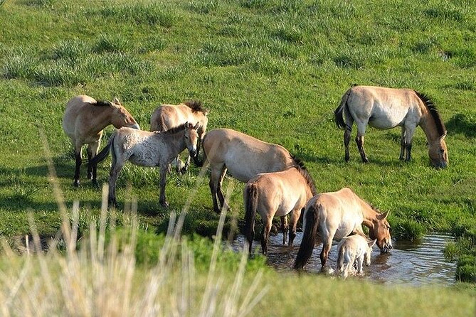 1 Day Semi-Gobi Tour Including Lunch And Free Camel +Bonus Khustai National Park - Camel riding at Elsen Tasarkhai