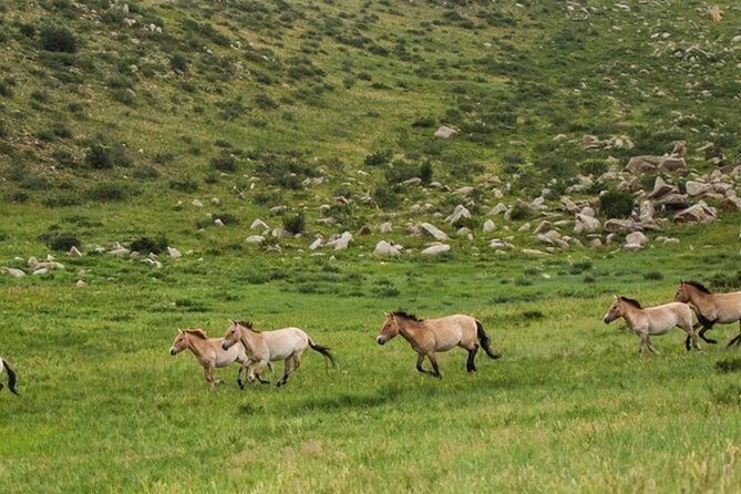 1 Day Semi-Gobi Tour Including Lunch And Free Camel +Bonus Khustai National Park - Is $168.78 fair value?
