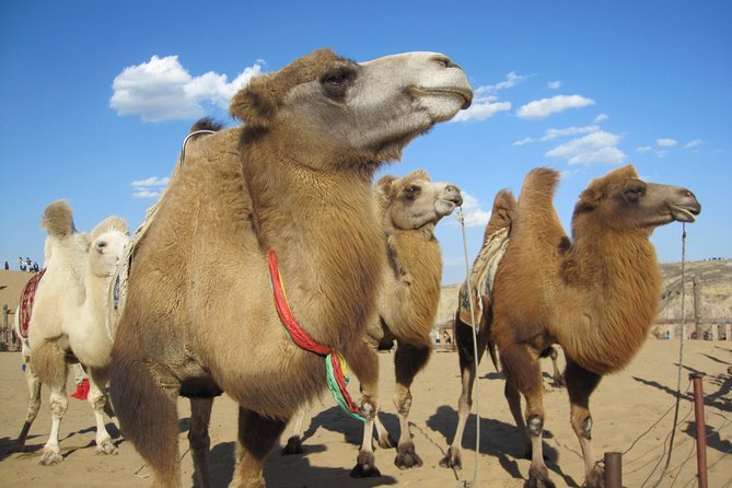 2 day Central Mongolia - The real cost: $344.27 per person