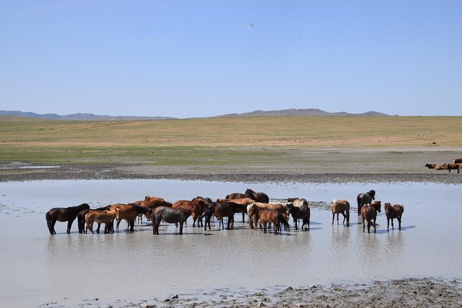 2 day Central Mongolia - Meeting a nomadic family and sleeping in a ger