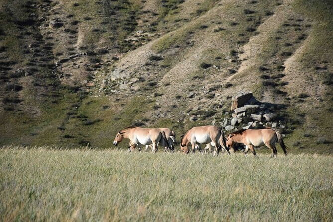 2 Days Hustai National Park and Nomadic homestay tour - Why Hustai works well for a short Mongolia trip