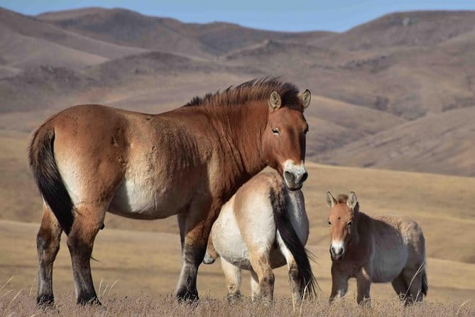 2 Days Hustai National Park and Nomadic homestay tour - A private ger with modern comfort