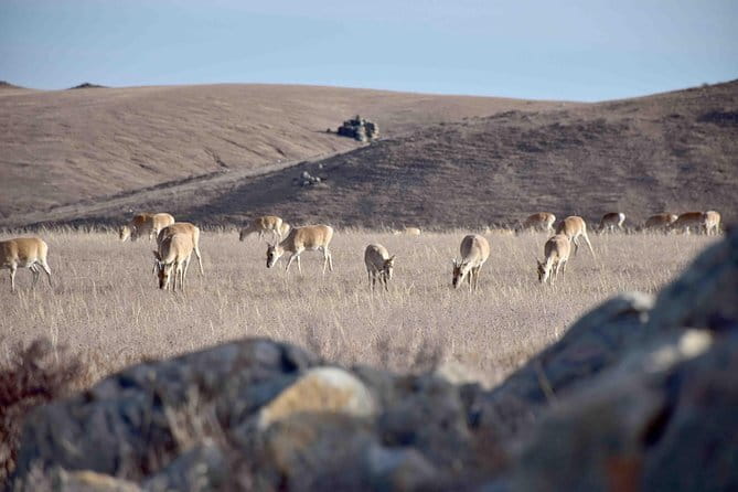 2 Days Hustai National Park and Nomadic homestay tour - Optional horse riding and the Mongol Nomadic Show
