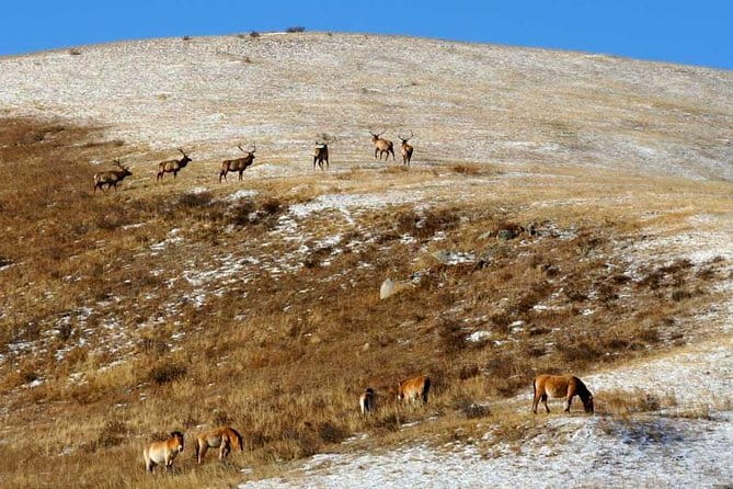 2 Days Hustai National Park and Nomadic homestay tour - The 12-hour first day, from park film to family lunch