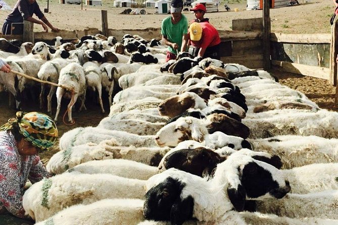 2D,1N Gobi desert and Old city Kharkhorum stay with Nomadic family - Erdene Zuu Monastery and the historical payoff