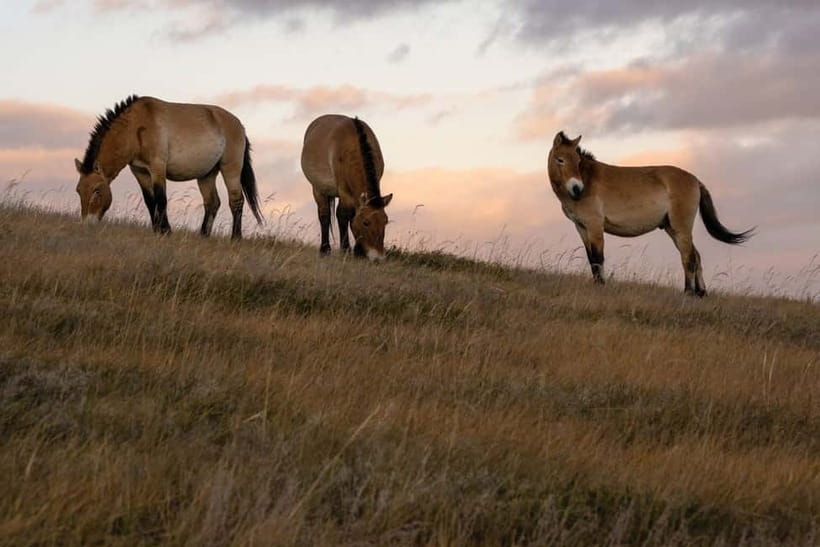 4 Days Central Mongolia-Amazing experiece - Day 4: Ugii Lake to Hustai National Park and Ulaanbaatar