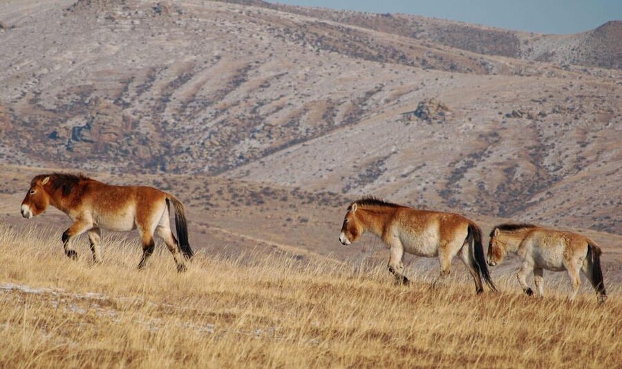 4 Days Central Mongolia-Amazing experiece - What the $855 price really covers