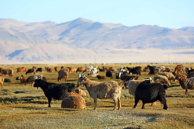 4 Days Tour: Central Mongolia - Why this route works for a four-day Mongolia trip