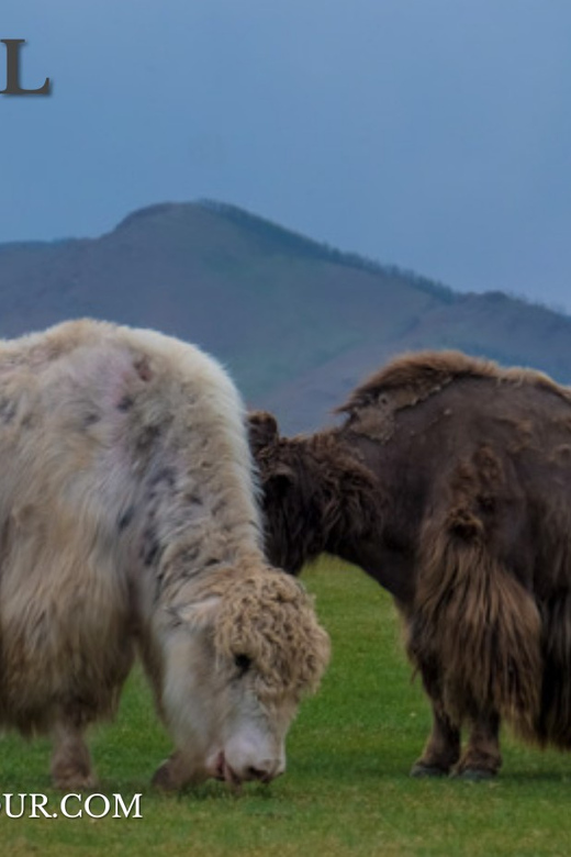 5 day /Terelj, Chinggis Khaan statue, Central Mongolia - Should you book Danista Nomads?