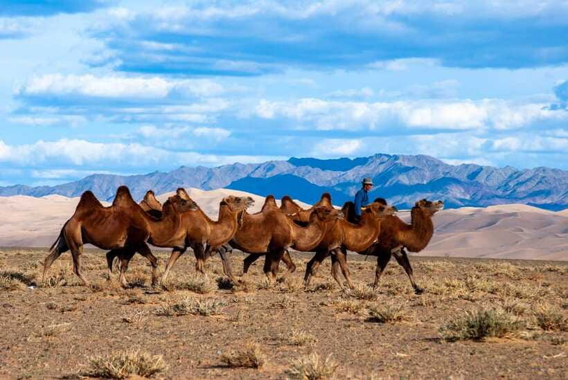 8 DAY GOBI AND CENTRAL MONGOLIA - Day 7: Tuvkhun Monastery and Kharkhorum