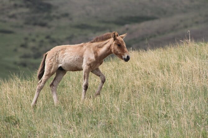 A Private Tour to Central Mongolia - Day 6: Birdlife and open water at Ugii Lake