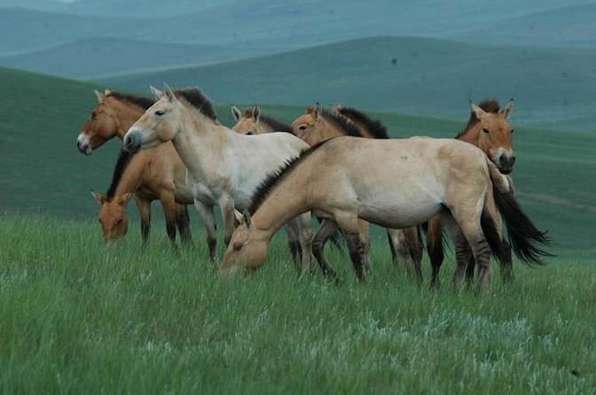 Day Tour of Hustai National Park - Leaving Ulaanbaatar for Hustai’s open country