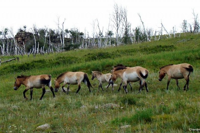 Day Tour of Hustai National Park - Searching for the horses, from quick sighting to long hunt