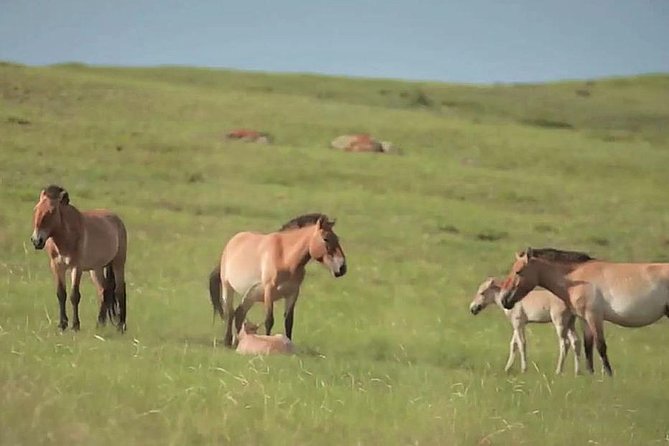 Day Tour of Hustai National Park - Lunch and the planned horseman family visit