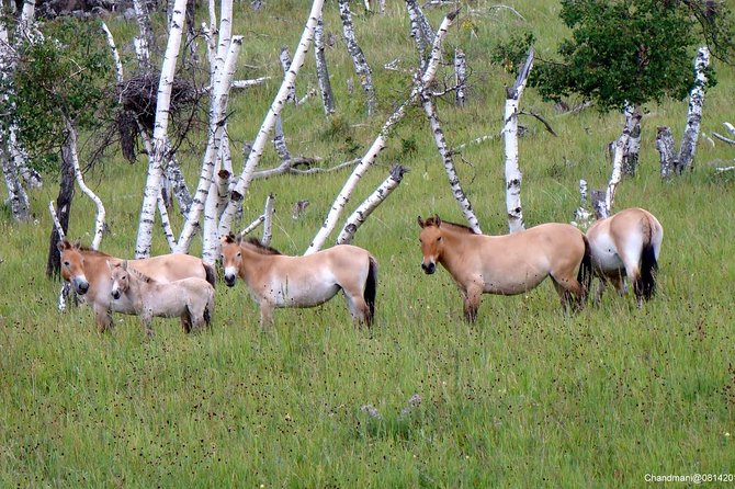 Day Tour of Hustai National Park - What to pack for a day beyond the city