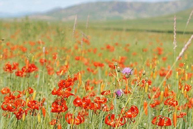 Day Tour of Hustai National Park - What makes Hustai National Park worth the trip