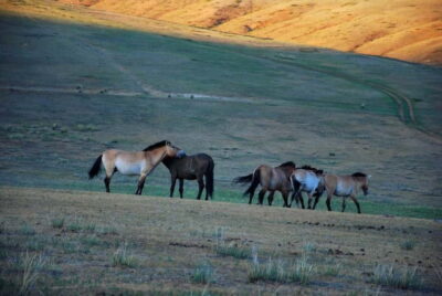 Day tour to Hustai national park