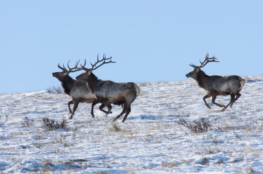 Day tour to Hustai national park - Is $90 per person good value?