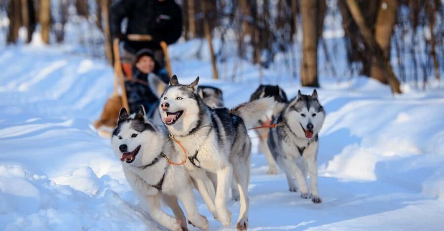 Dog Sledding , Terelj National park ,Chinggis Khaan statue - Why this makes a strong Mongolia day trip