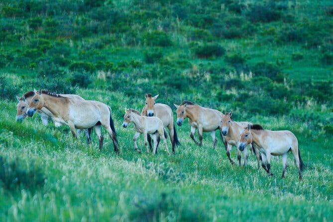 Essence of Mongolia 5 Days - Day 4: Searching for Takhi horses in Hustai National Park