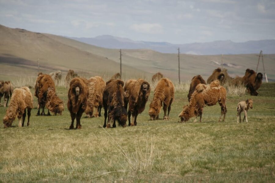 From Ulaanbaatar: Day Trip to Hustai National Park - Why Hustai National Park is worth the trip