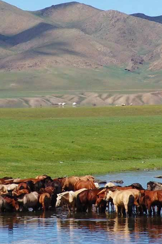 From Ulaanbaatar: Day Trip to Hustai National Park - How good is the guiding?