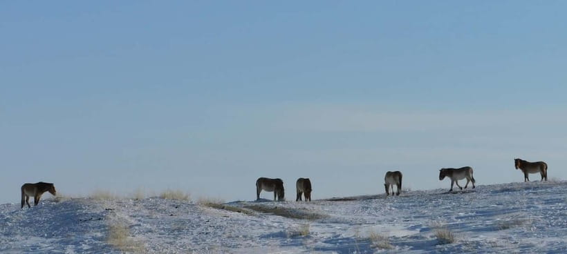 From Ulaanbaatar: Hustai National Park Day Trip withTransfer - Key Details Before You Book