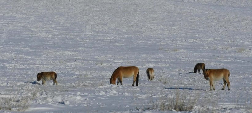 From Ulaanbaatar: Hustai National Park Day Trip withTransfer - Why Hustai Is Worth the Long Drive