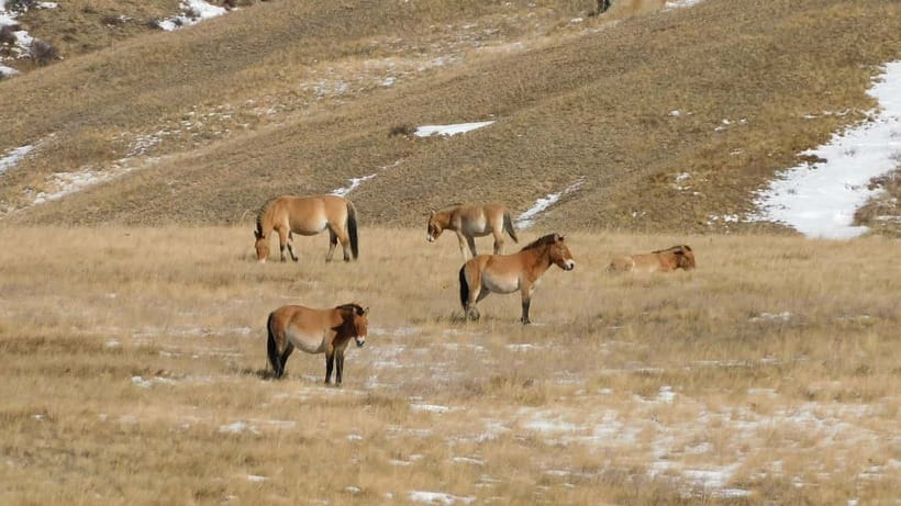 From Ulaanbaatar: Hustai National Park Day Trip withTransfer - Watching Takhi Horses and Red Deer