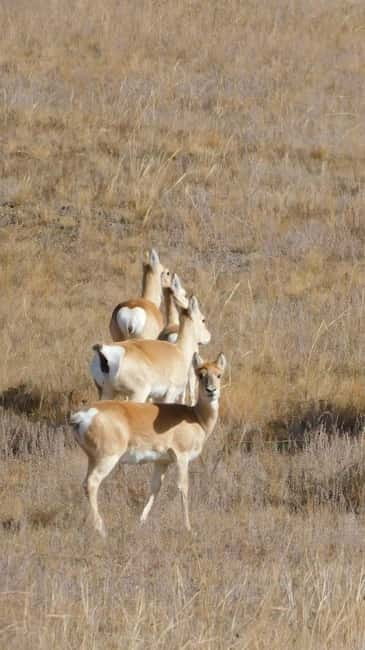 From Ulaanbaatar: Hustai National Park Day Trip withTransfer - The 4:00 PM Return Journey