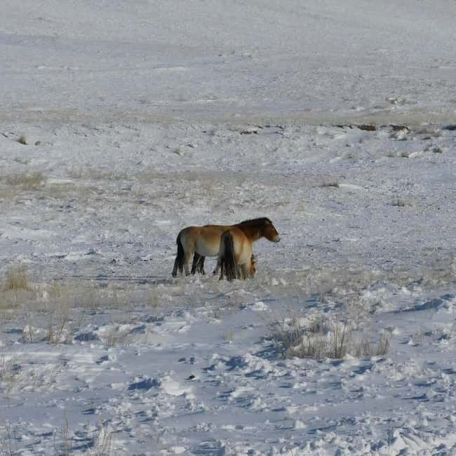 From Ulaanbaatar: Hustai National Park Day Trip withTransfer - Who Will Like This Day Trip?