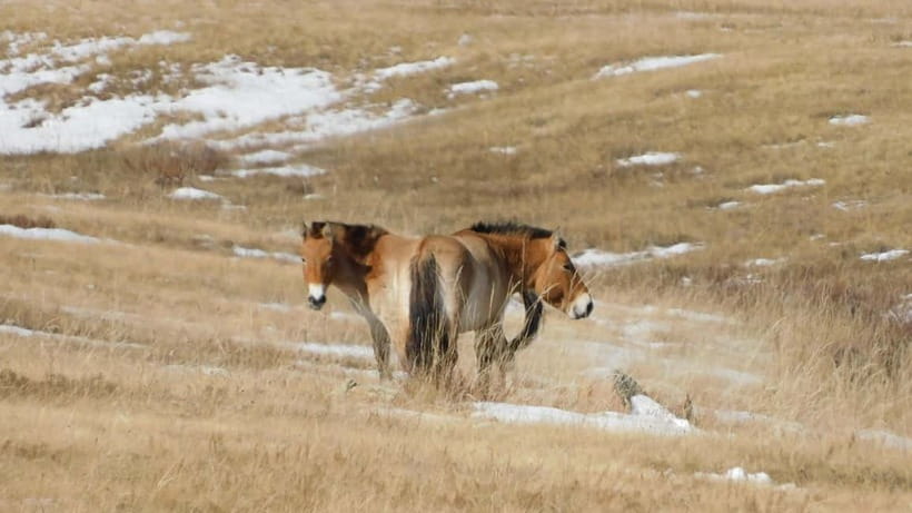 From Ulaanbaatar: Hustai National Park Day Trip withTransfer - The 8:30 AM Departure From Ulaanbaatar