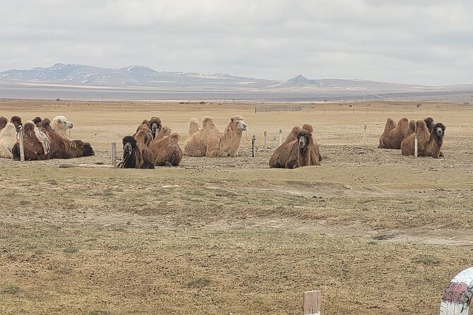 Full Day Private Jeep Tour to Elsen Tasarkhai, Semi-Gobi - A practical Gobi day from Ulaanbaatar