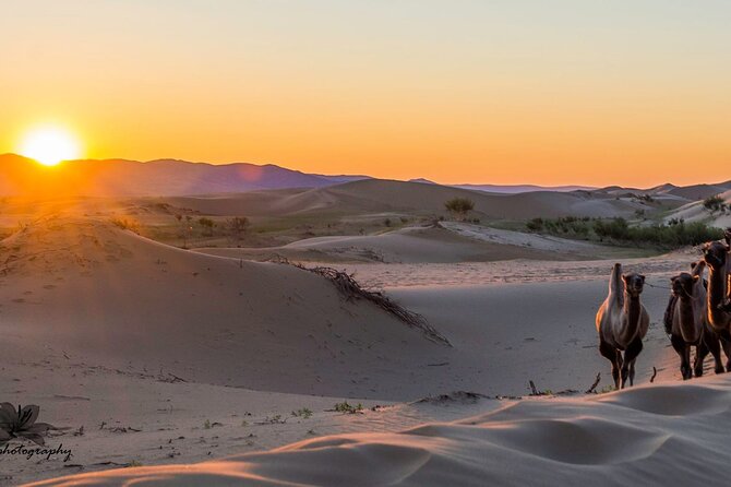 Immersive Mongolian Gobi experience, Camel, Cousine, Stargaze, 2D - Stargazing Beside the Campfire