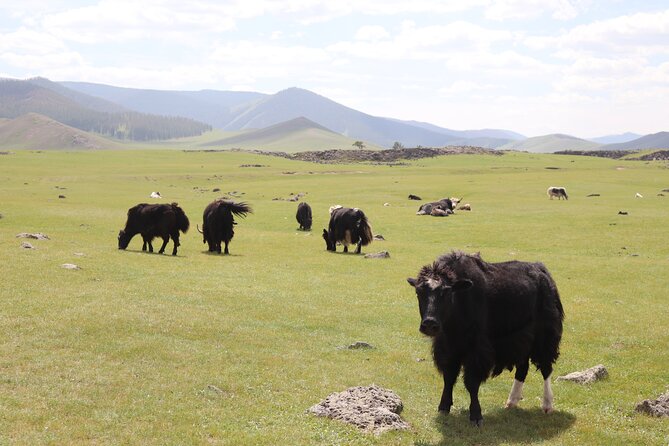 Khuvsgul Lake & Central Mongolia 8 Days Tour - Returning to Ulaanbaatar with time for shopping