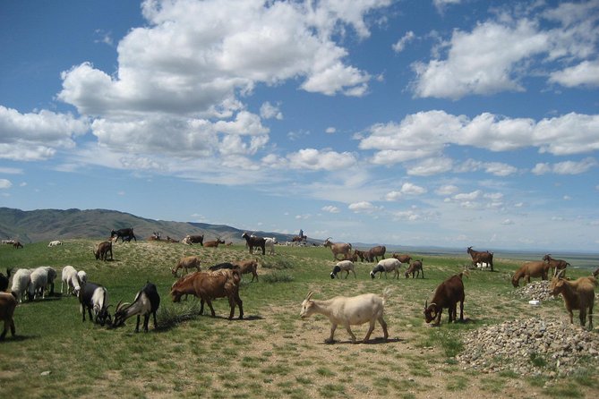 Mini Gobi and the ancient capital Kharkhorin - 4 days - What the $596 price covers