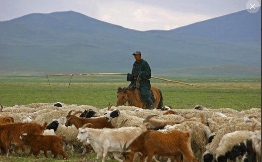 MONGOLIAN NOMADS: 2-Day Horse Trekking & Cow Milking Tour - Herding sheep and goats on horseback