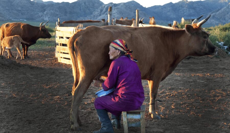 MONGOLIAN NOMADS: 2-Day Horse Trekking & Cow Milking Tour - Cow milking and the evening meal