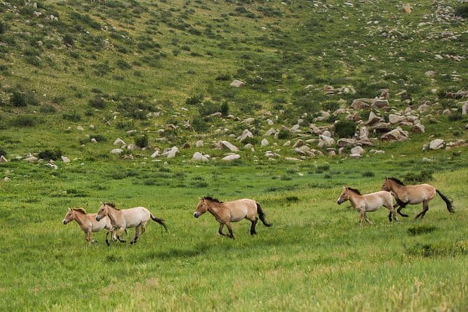 Terelj National Park and Chinggis Khaan Statue Tour - Meeting A Nomadic Family In A Traditional Ger