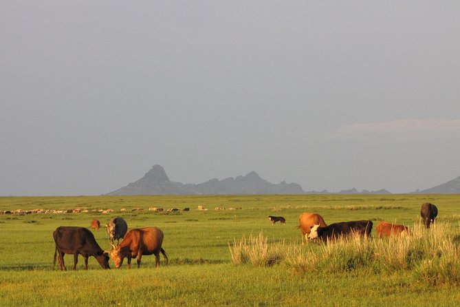 The Best of Central Mongolia Tour in 5 Days - Day five: Khustai National Park and the takhi