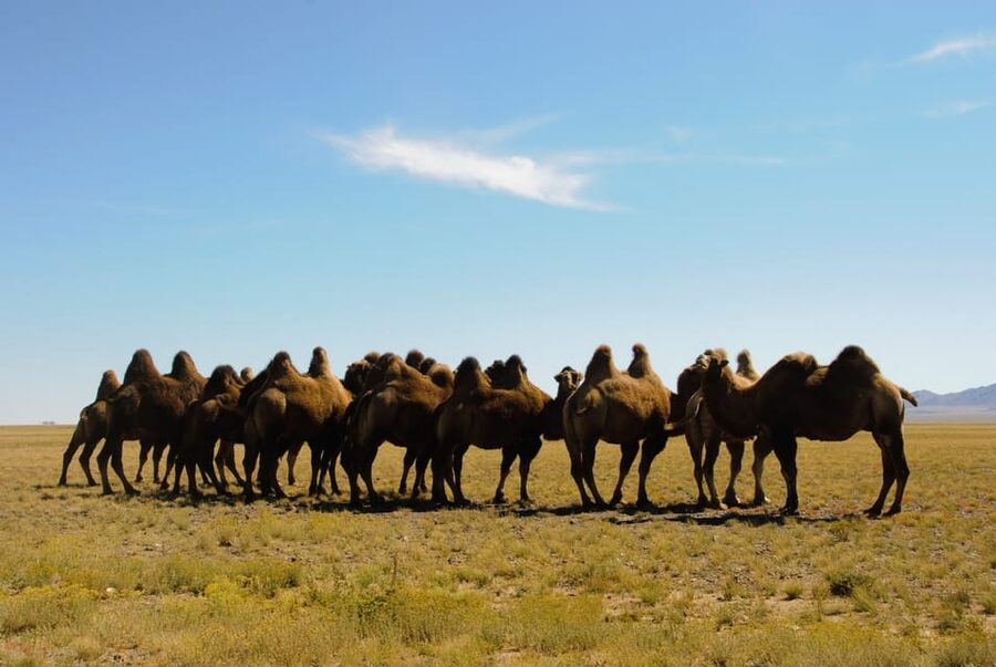 Ulaanbaatar: Semi-Gobi Desert Day Trip & Camel Ride - The long road to Bulgan Province