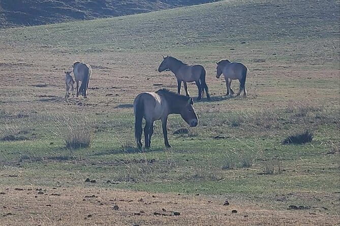 Wildlife Watching Day Tour at Hustai National Park - Starting at the information center