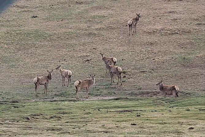 Wildlife Watching Day Tour at Hustai National Park - The 7:00 am pickup and two-hour ride